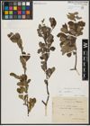 Foto von Salix aurita L.